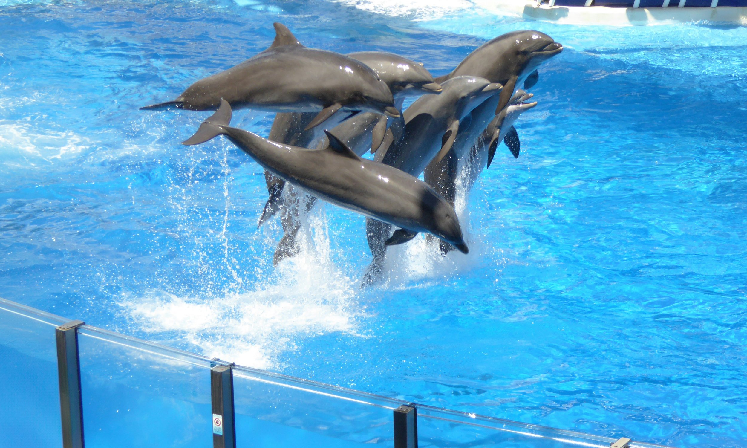 Wild dolphins swimming in the clear blue water of the Red Sea