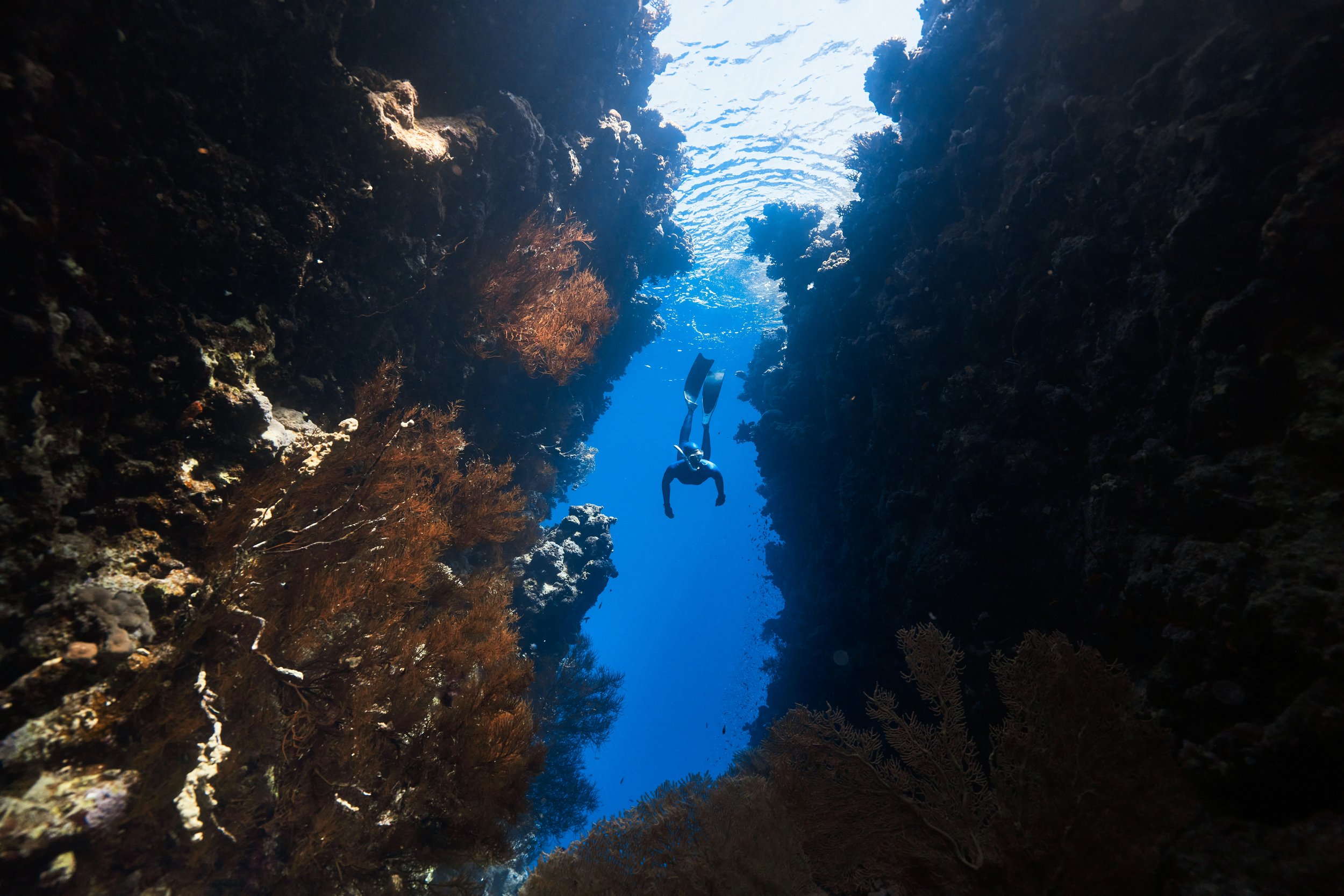 Certified scuba diver exploring a Red Sea coral wall